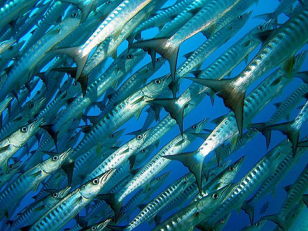 School of barracuda