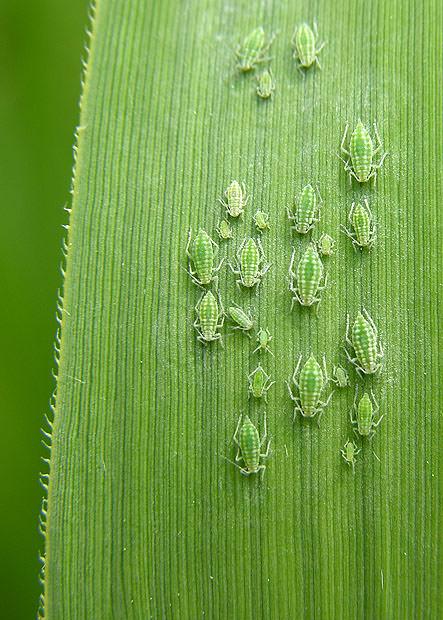 Tiny bugs on a blade of grass