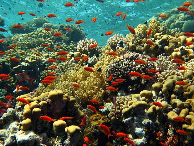 Coral garden with orange fish