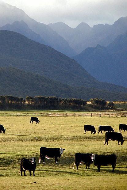 Cows in field with hills behind