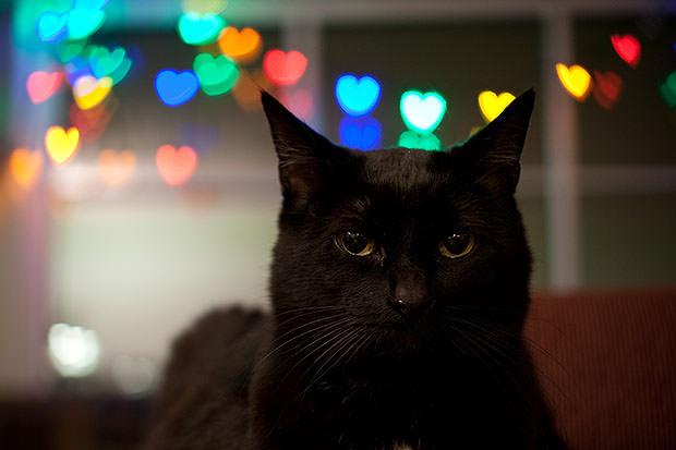 Cat with heart bokeh