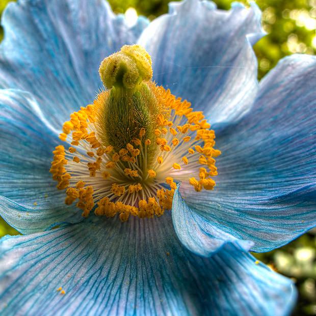 Himalayan Blue Poppy