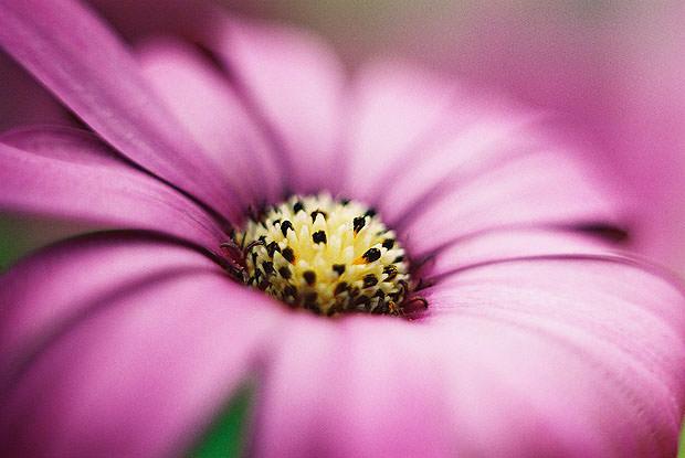 Close up of a purple flower