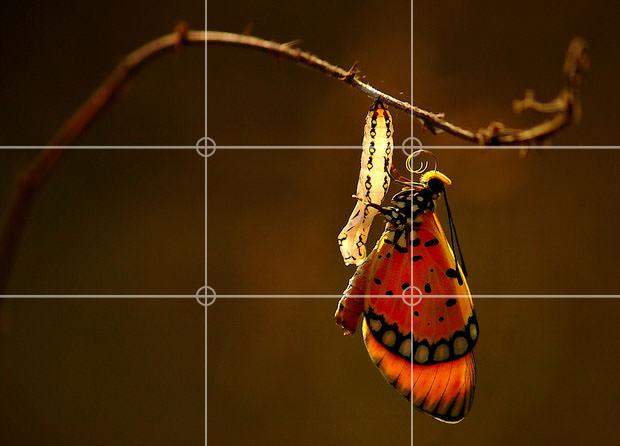 Butterfly hanging from a twig