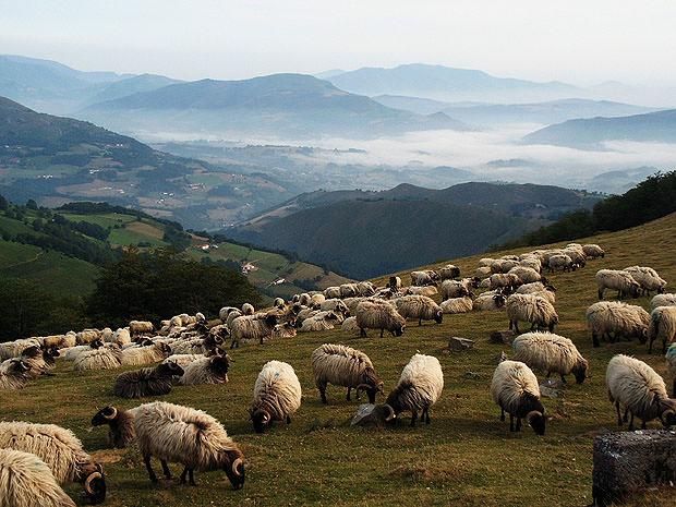 Sheep in field will misty hills in the background