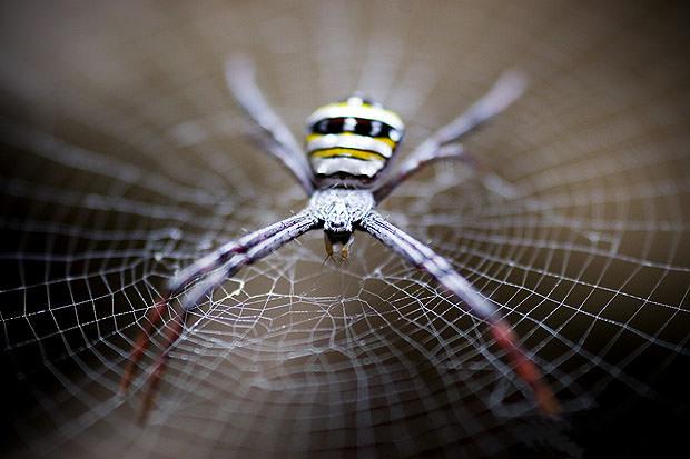 Close up of a spider