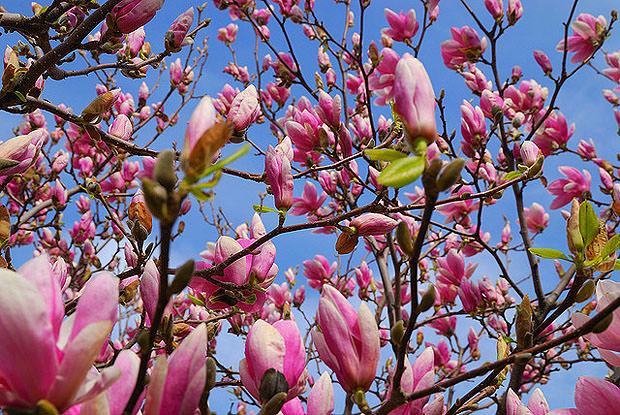 Tree blossom